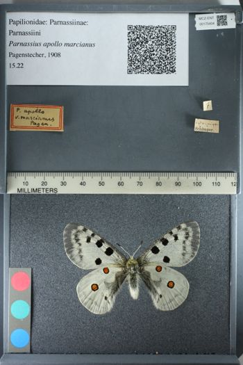 Media type: image;   Entomology 175404
